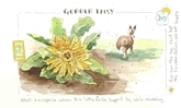 Gerber Daisy