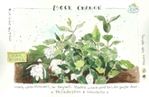 Mock Orange