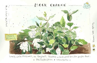 Mock Orange
